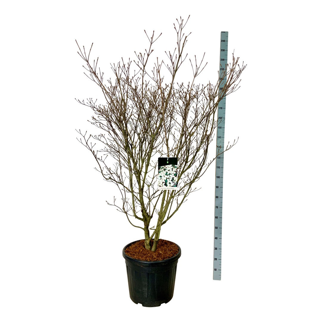 Cornus kousa &