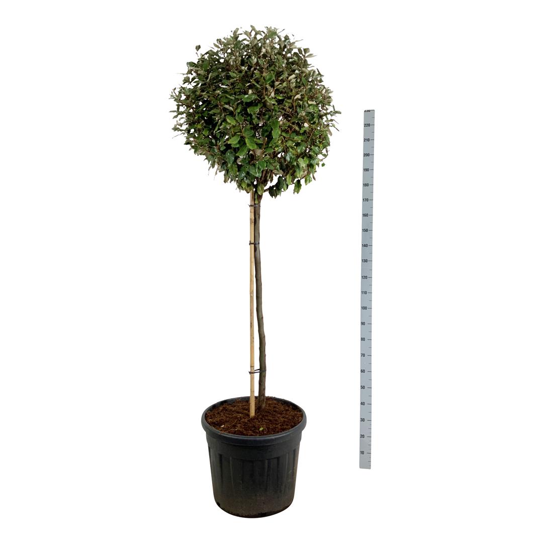 Elaeagnus ebb. &