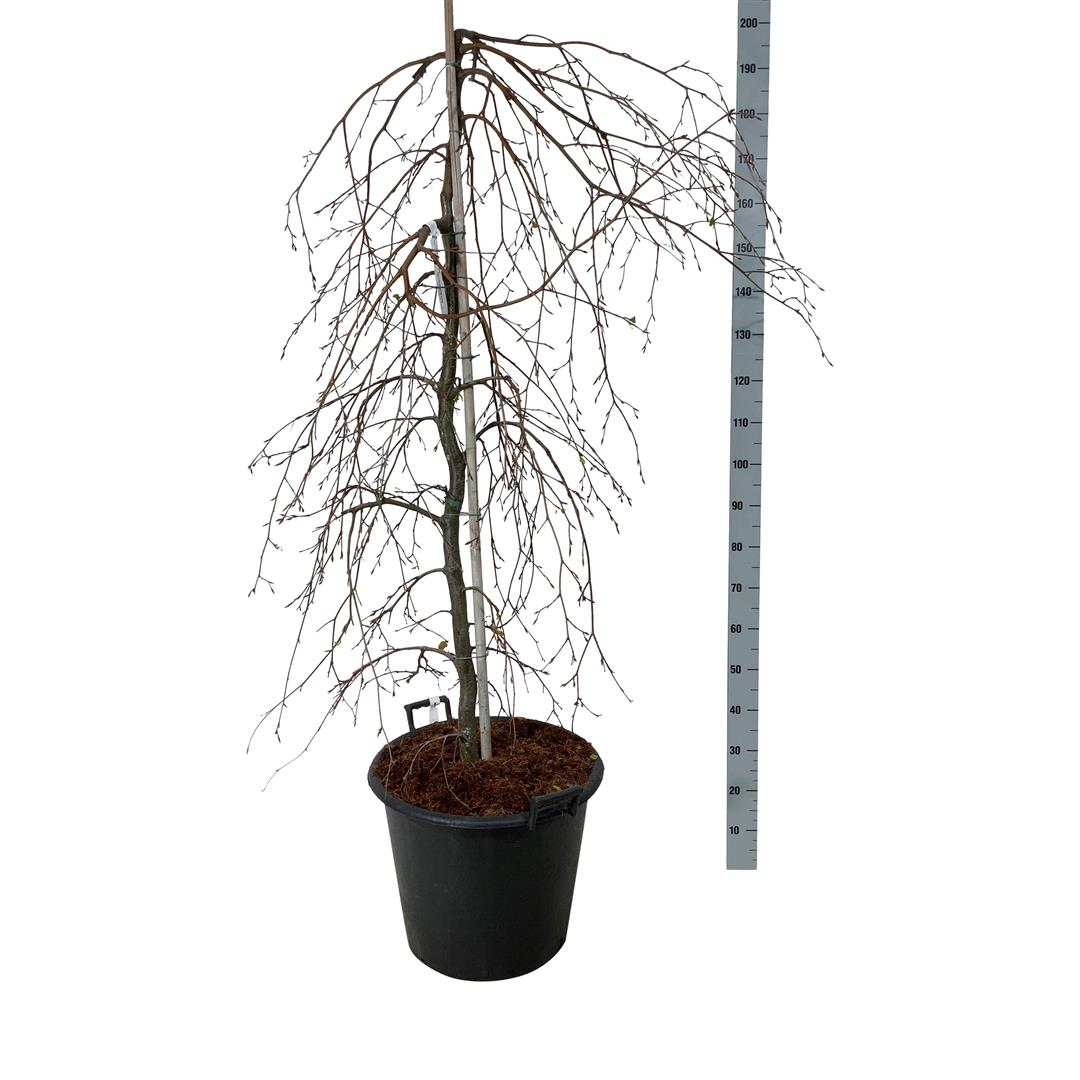 Fagus syl. &