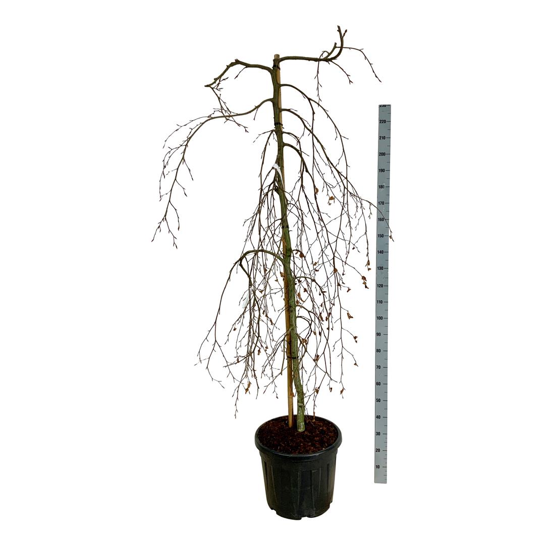 Hängbok - Fagus sylvatica &