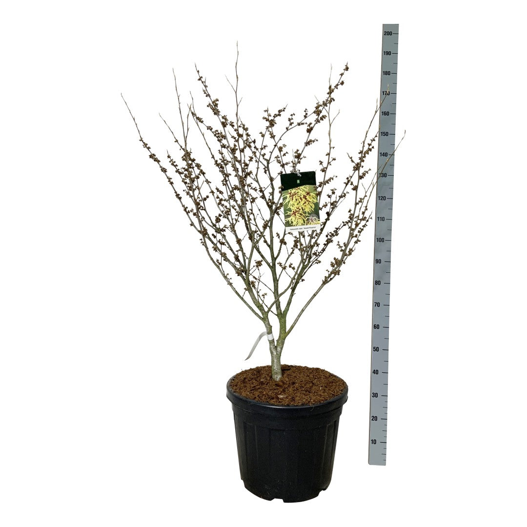 Hamamelis int. &