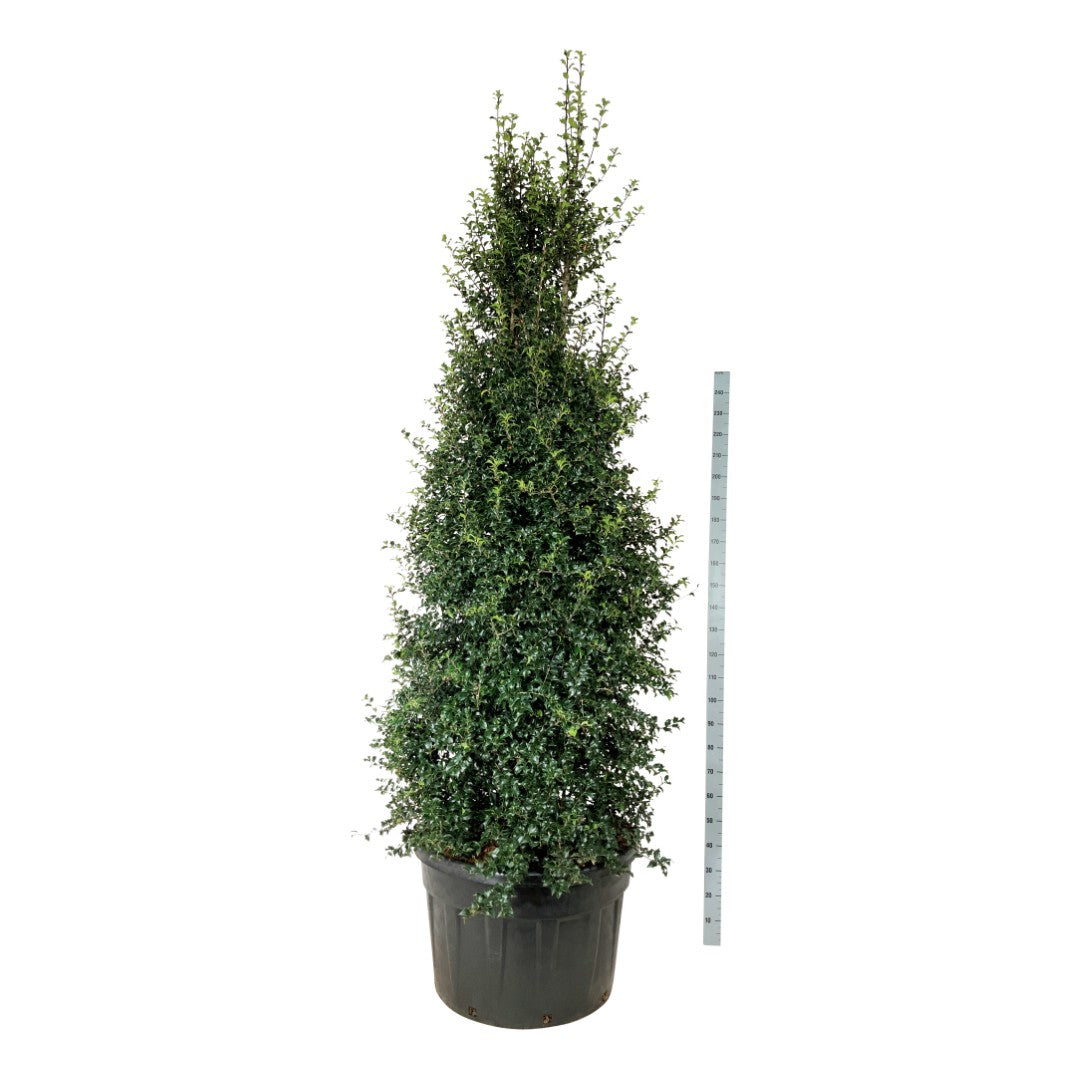 Ilex aquip. &