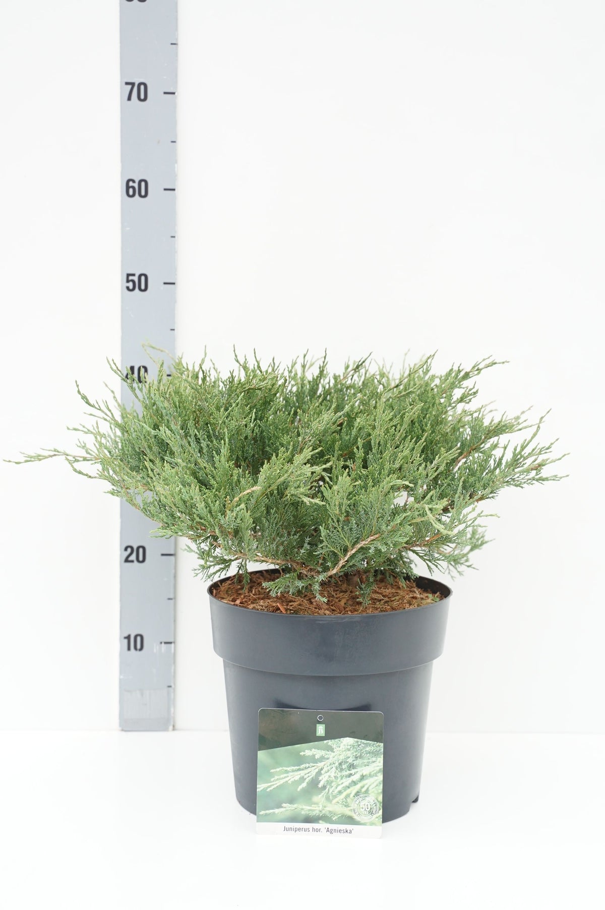 Juniperus hor. &