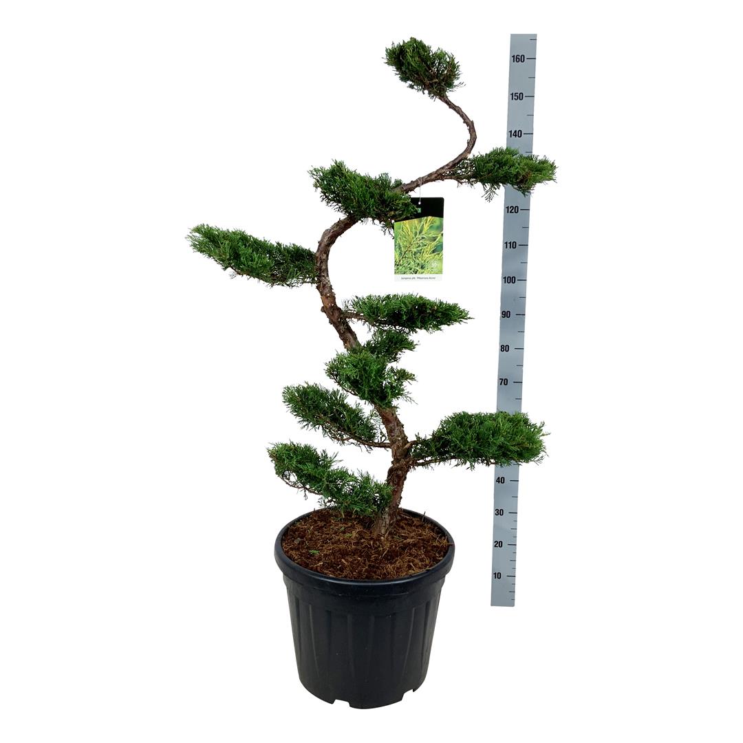 Juniperus pf. &