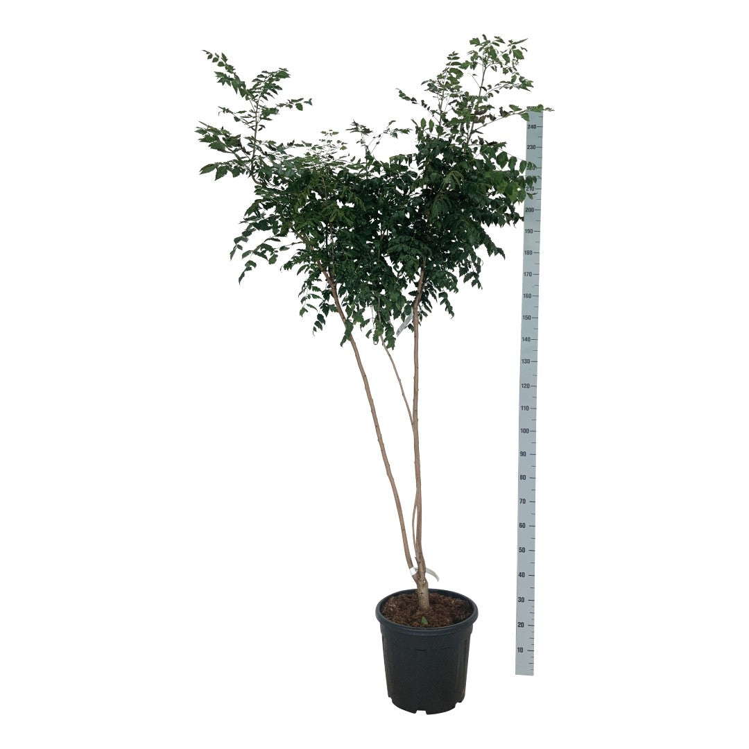 Koelreuteria paniculata C35 (35 liters kruka) 125-150 cm