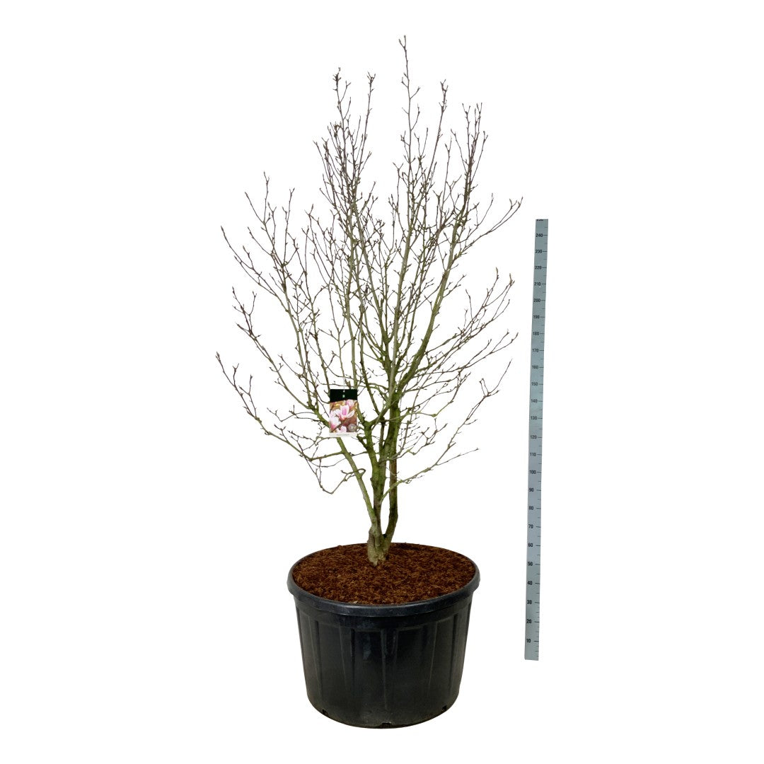 Magnolia soulangeana C285 (285 liters kruka) 225-250 cm Solitär