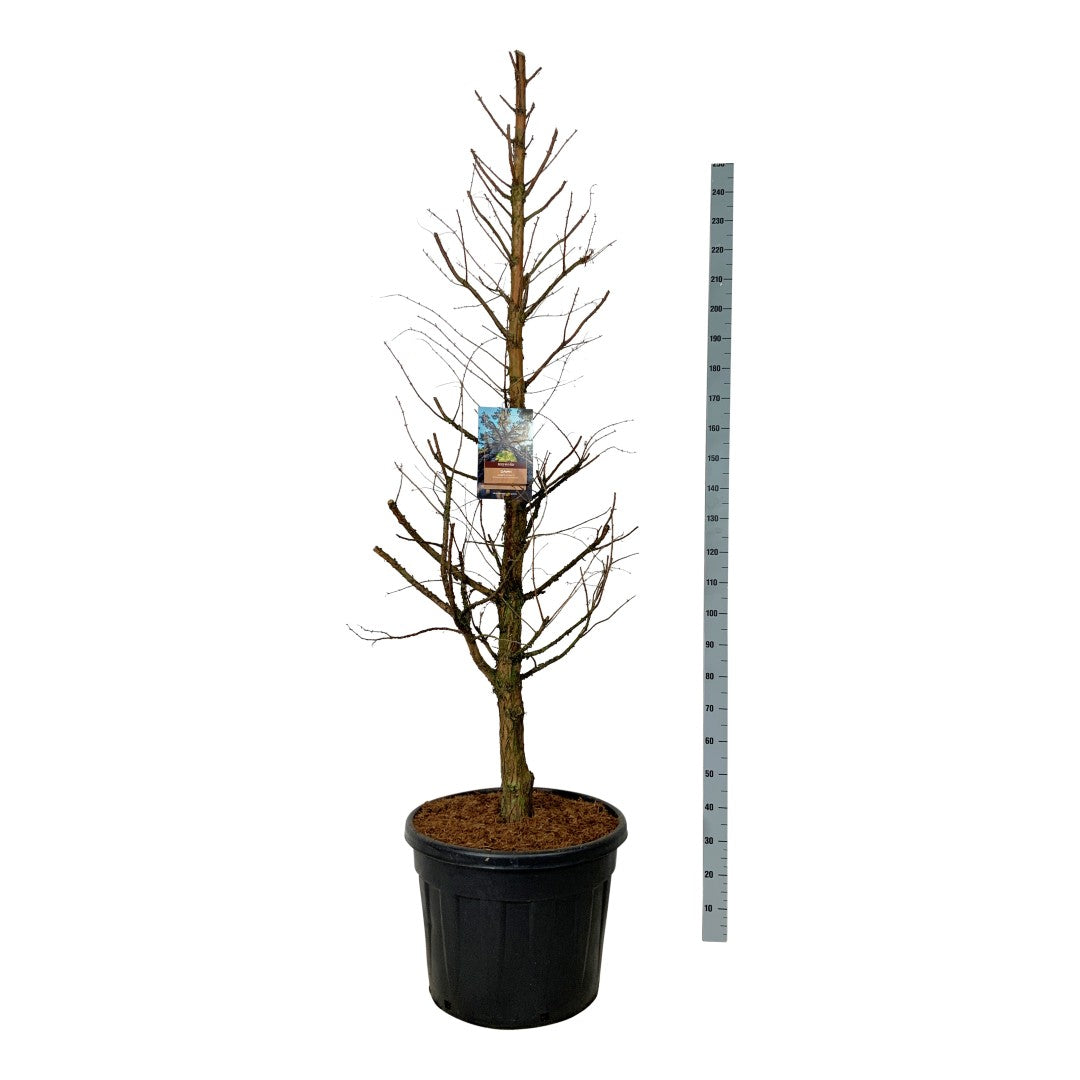 Metasequoia glyptostroboides &