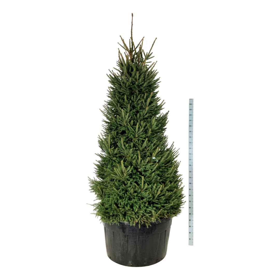 Picea abies 250-300 cm solitär, C500 (500 liters kruka)