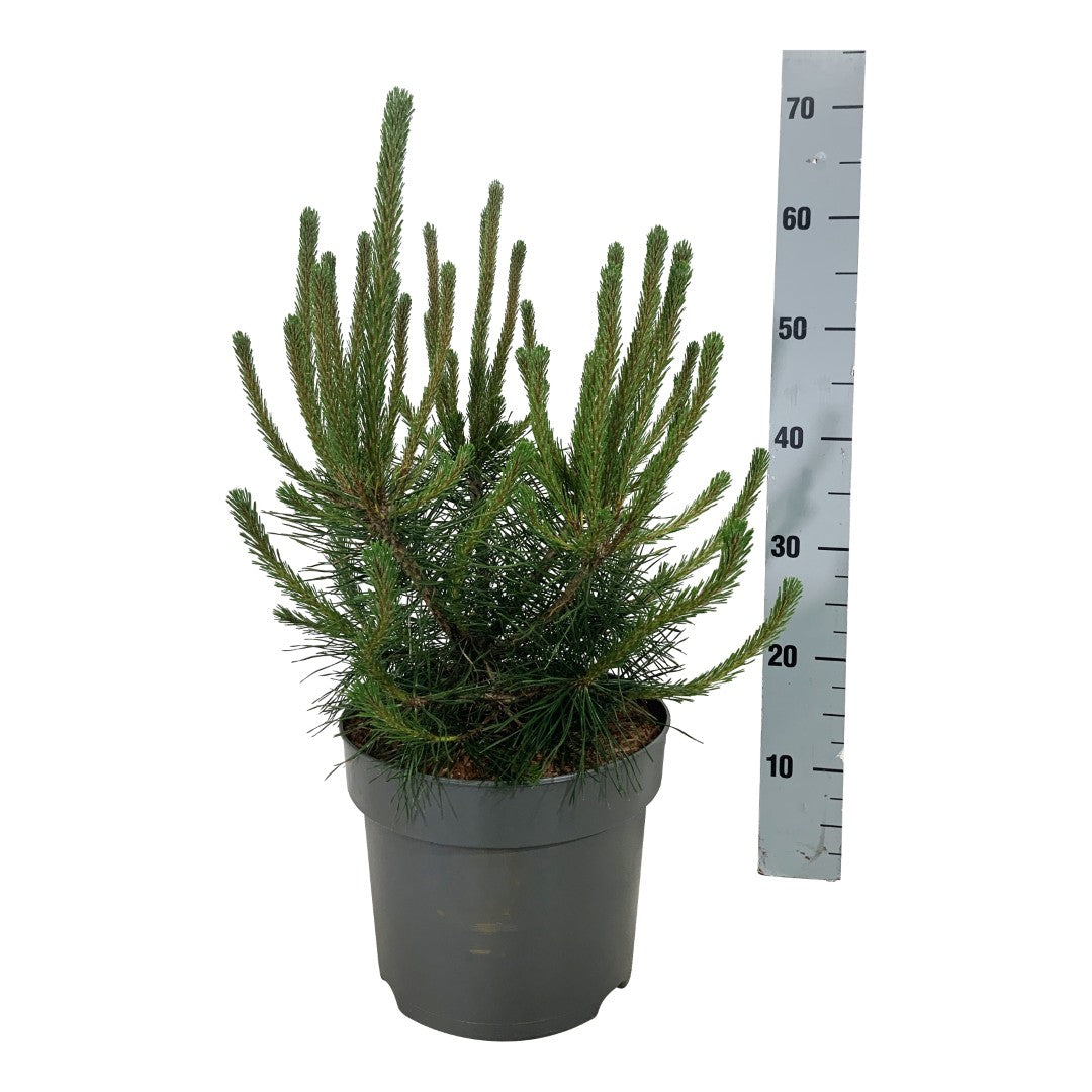 Pinus mugo uncinata C7,5 (7,5 liters kruka) 40-50 cm
