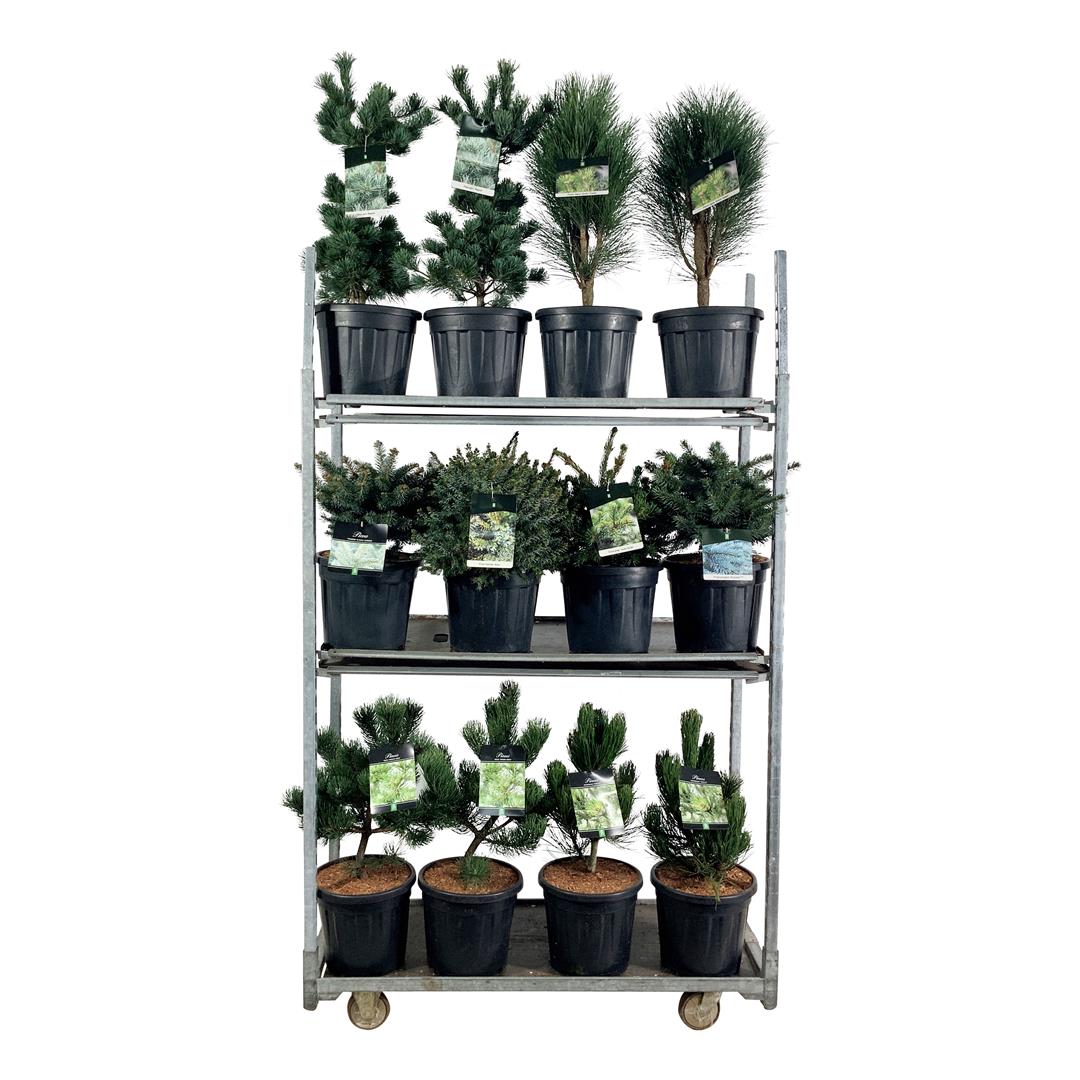 Picea & Pinus sortmix C7,5 (7,5 liters kruka) / 26 cm kruka 40-50 cm