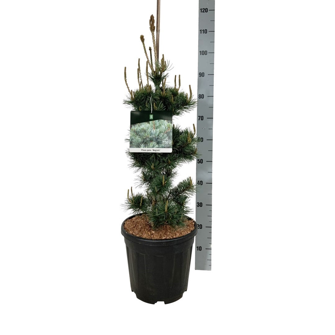 Pinus parviflora &