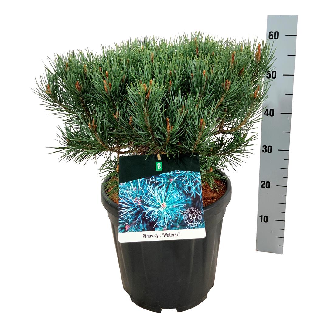 Pinus sylvestris &