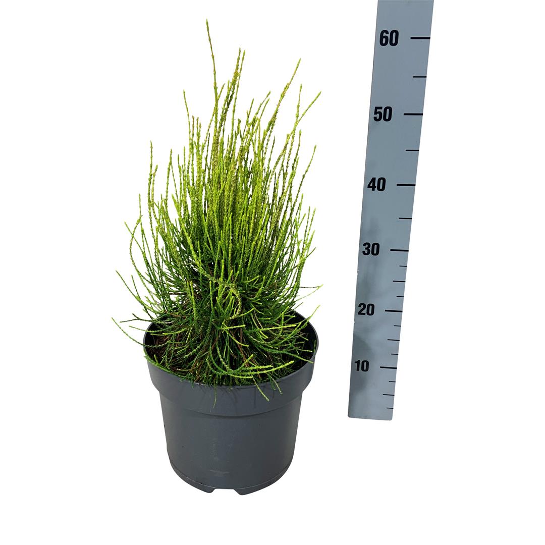 Platycladus orientalis &