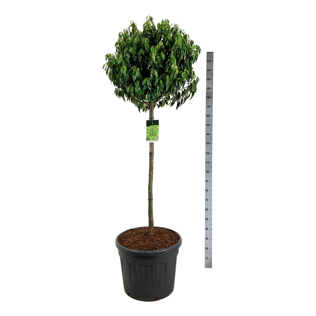 Prunus lusitanica &