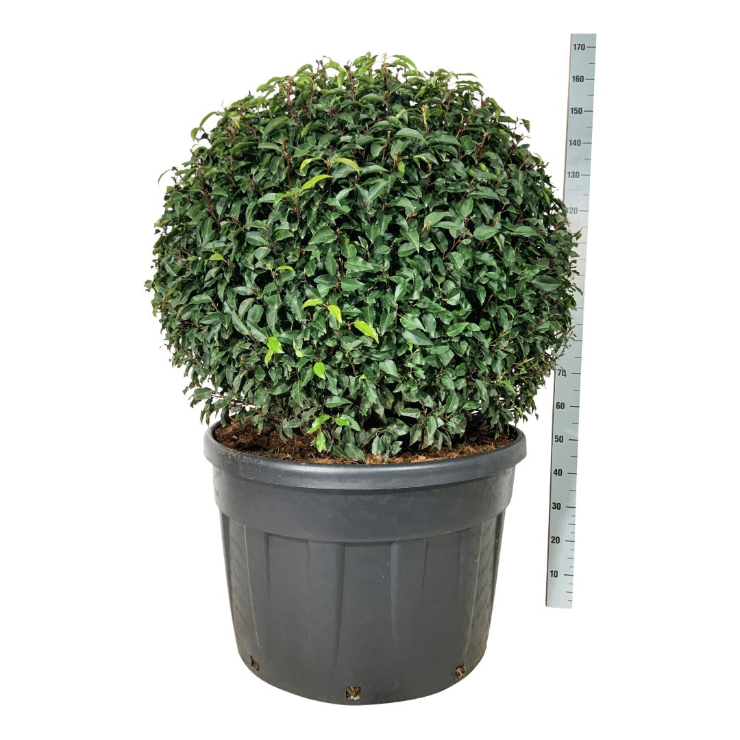 Prunus lusitanica &