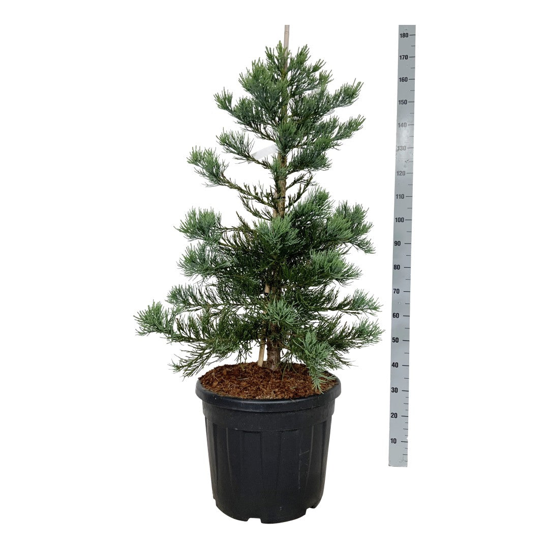 Sequoiadendron giganteum &