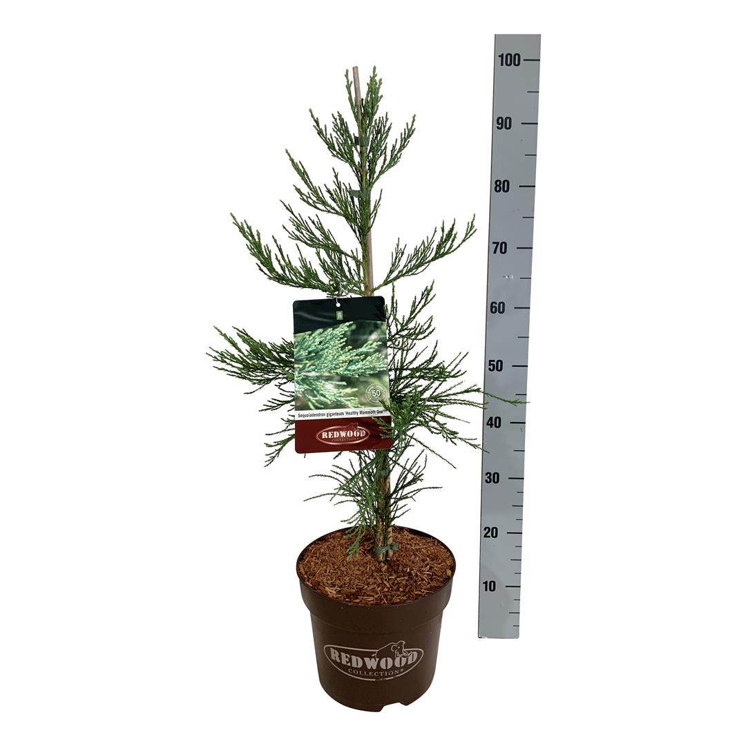 Sequoiadendron gig. &