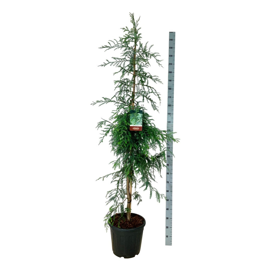 Sequoia sempervirens &