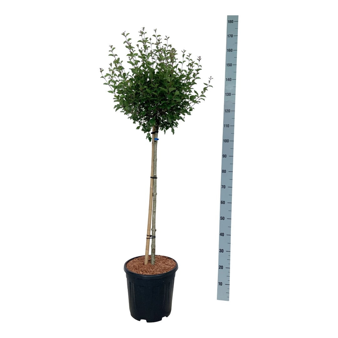 Syringa (Bloomerang) &