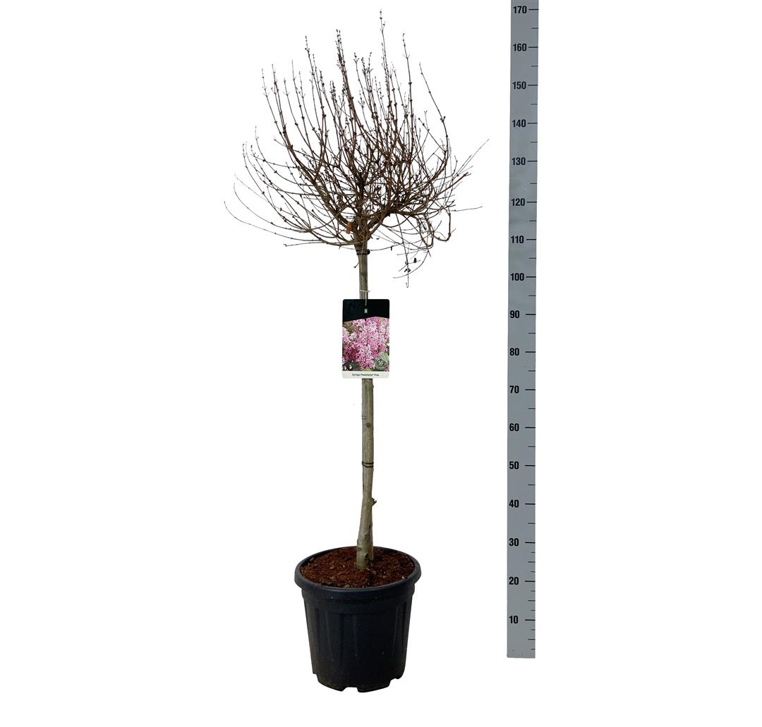 Syringa &