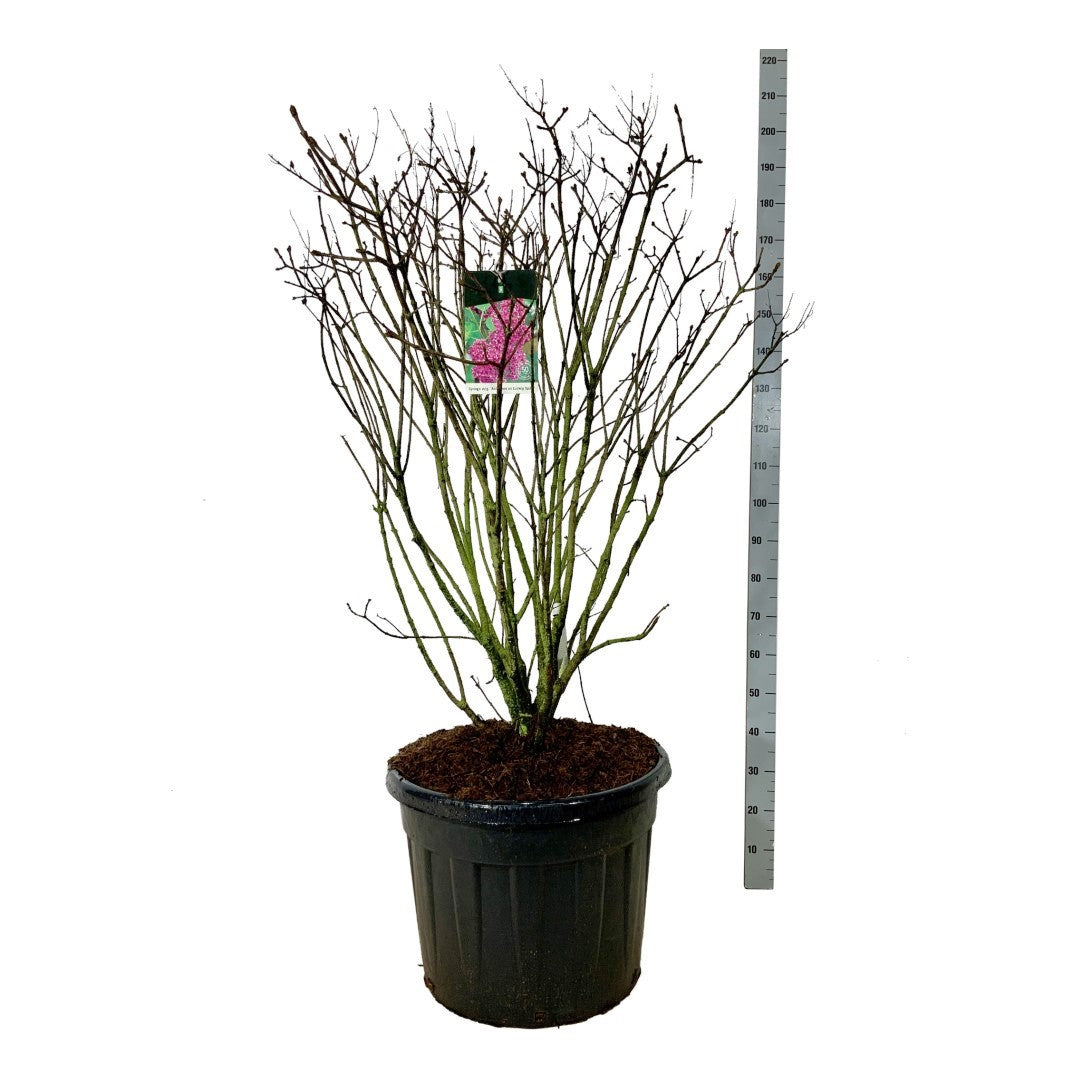 Syringa vulgaris &