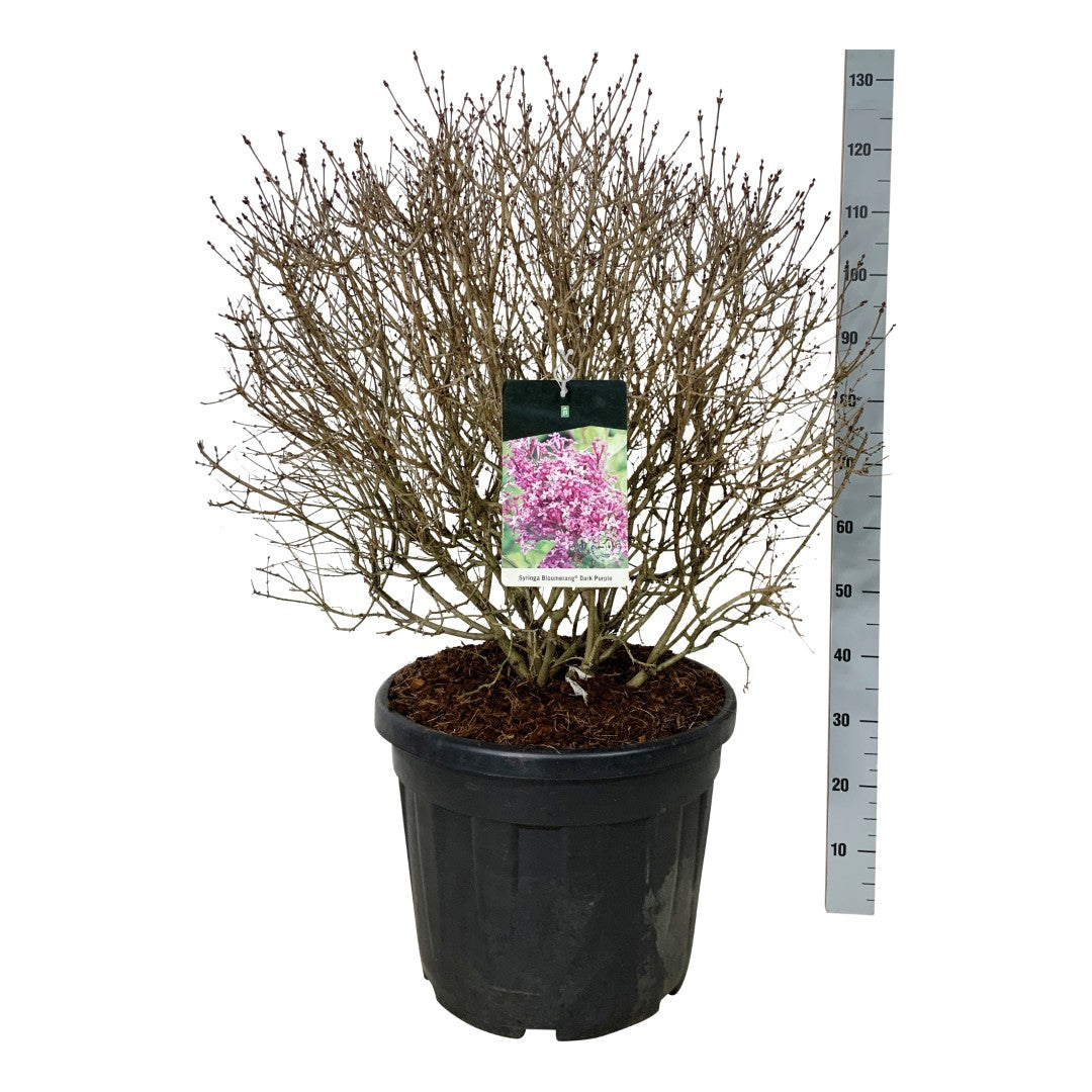 Syringa vulgaris &