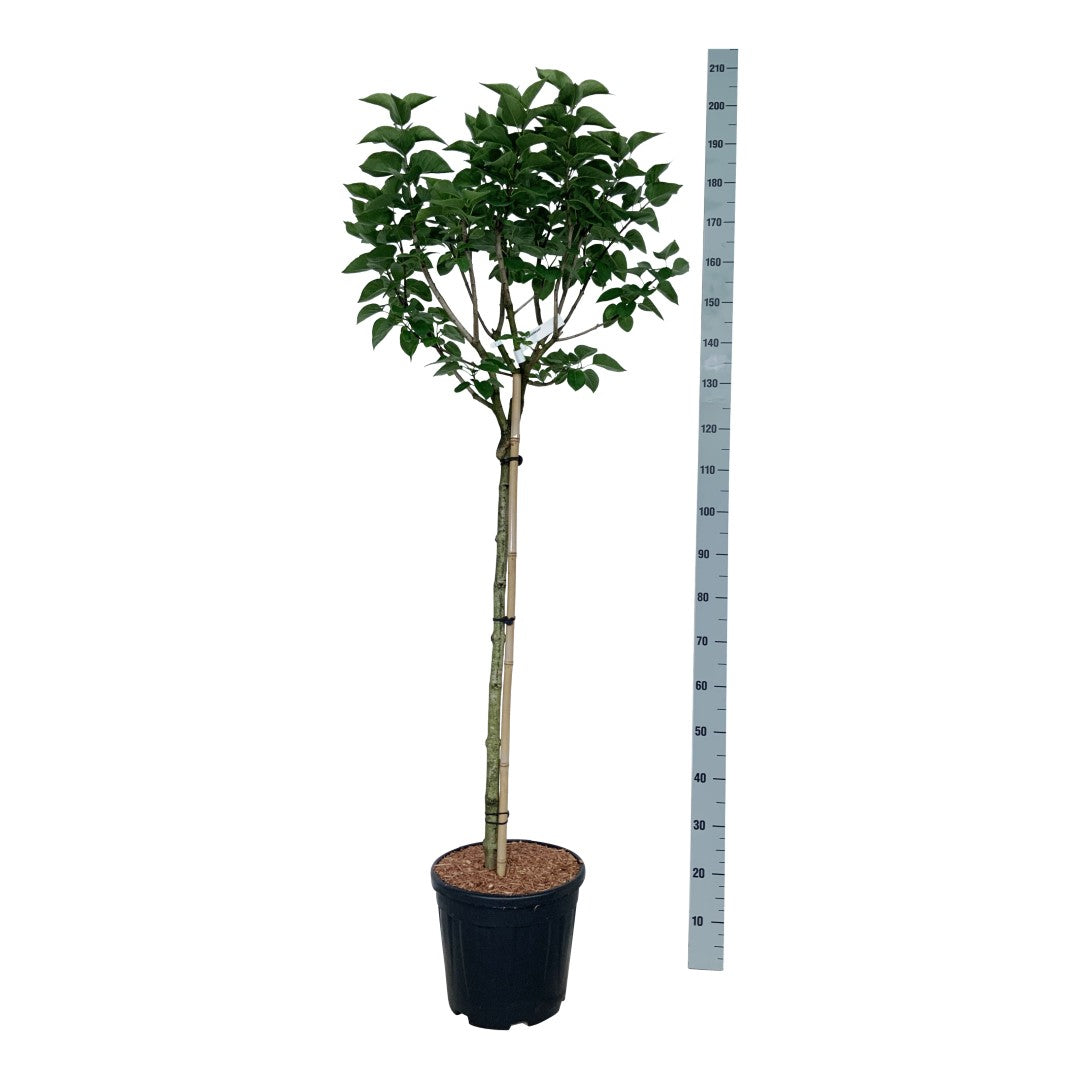 Syringa vulgaris &