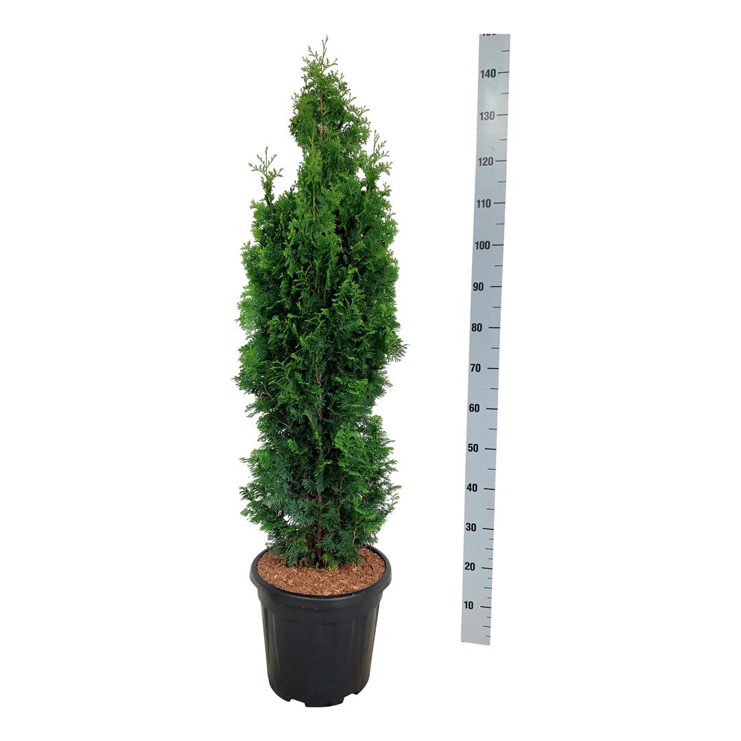 Thuja occidentalis &