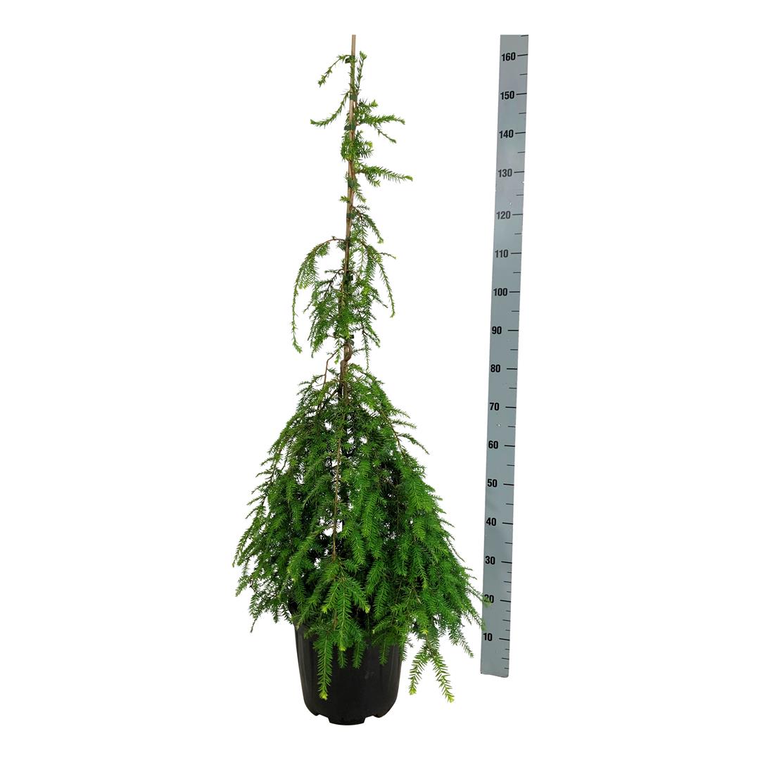 Tsuga canadensis &