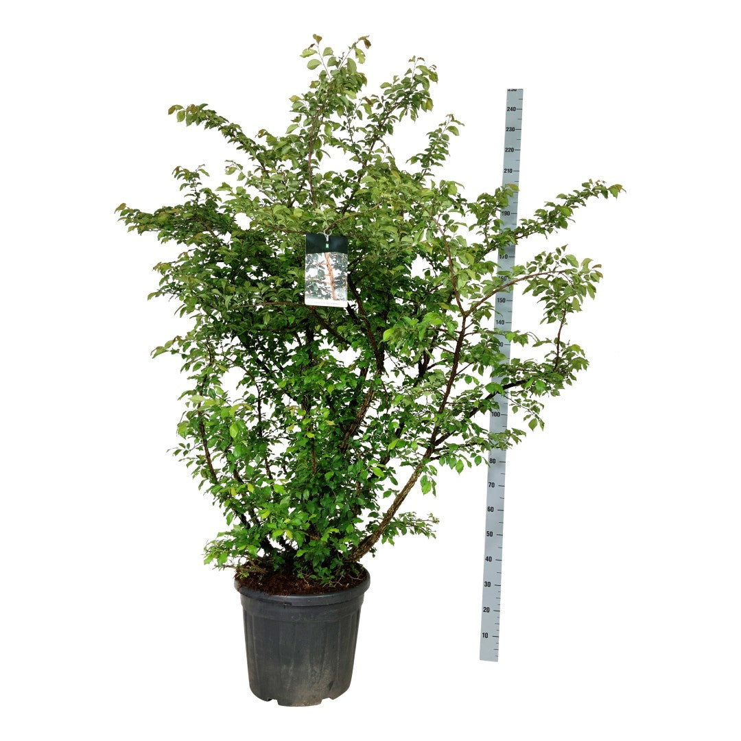 Ulmus minor suberosa C30 (30 liters kruka) 150-175 cm extra