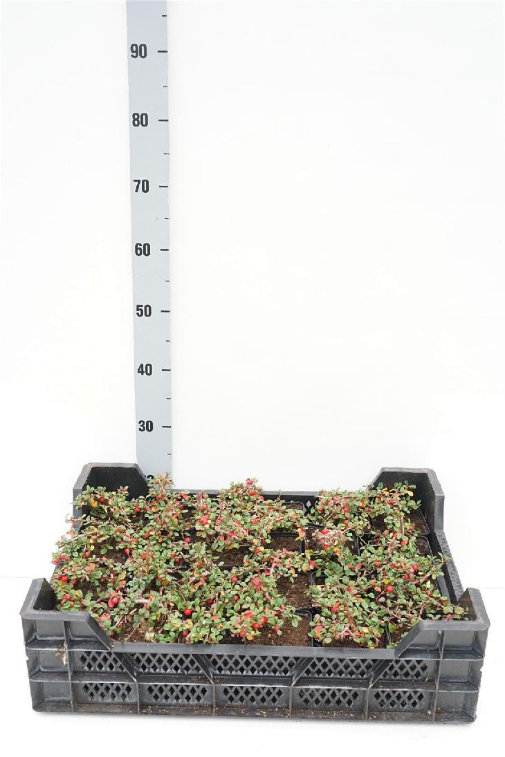 Cotoneaster pr. &