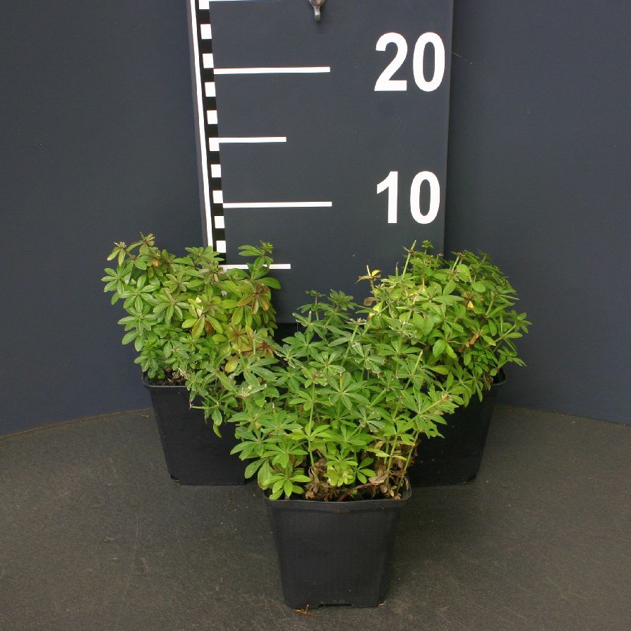 Galium odoratum 9 cm kruka (P9)
