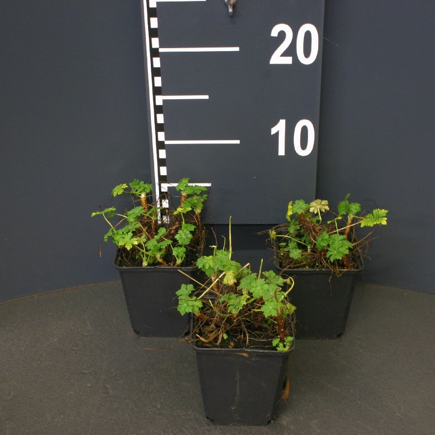 Geranium cantabr. &