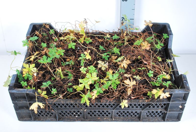 Geranium endressii 9 cm kruka