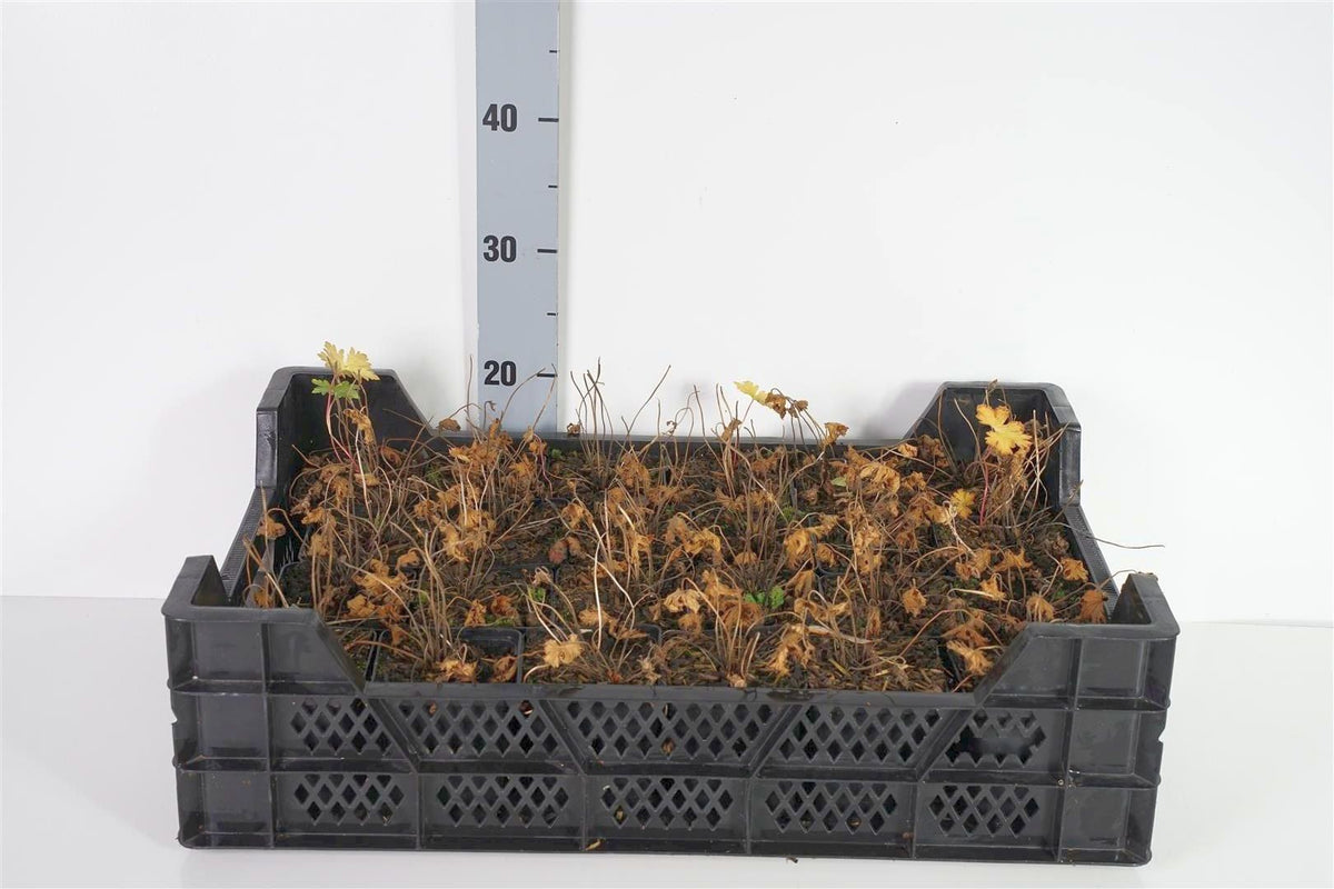 Geranium himalayense P9 (9 cm kruka)