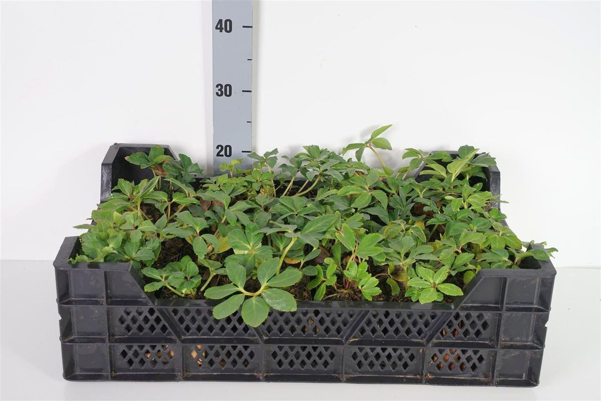 Helleborus niger (Julros) C2 (2 liters kruka)
