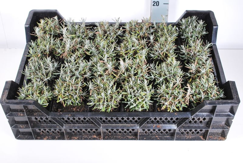 Lavandula ang. &