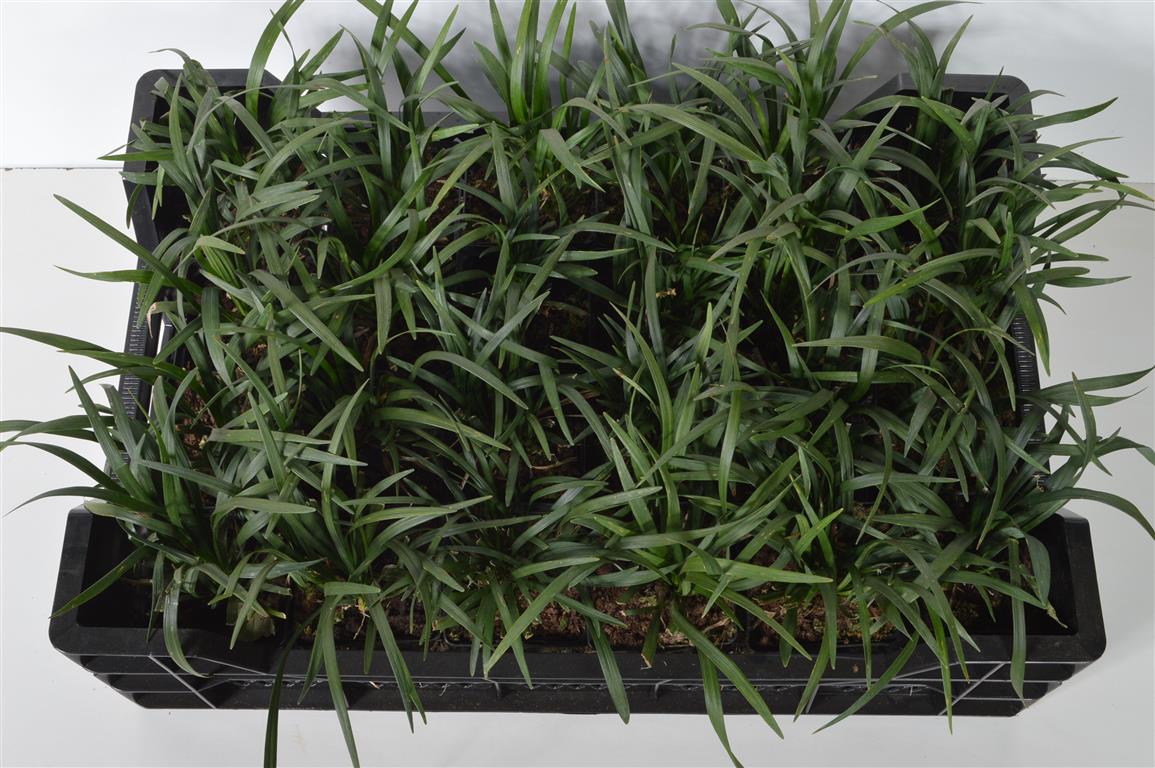 Liriope muscari &