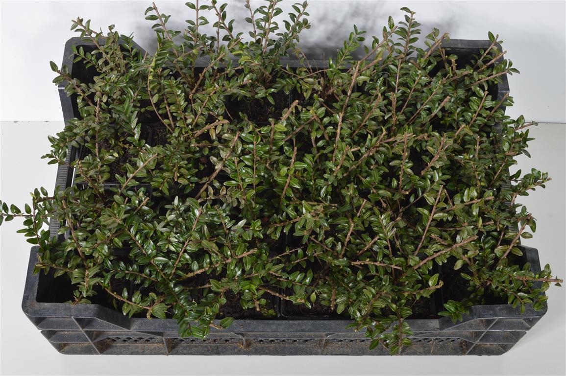 Lonicera pileata 9 cm kruka