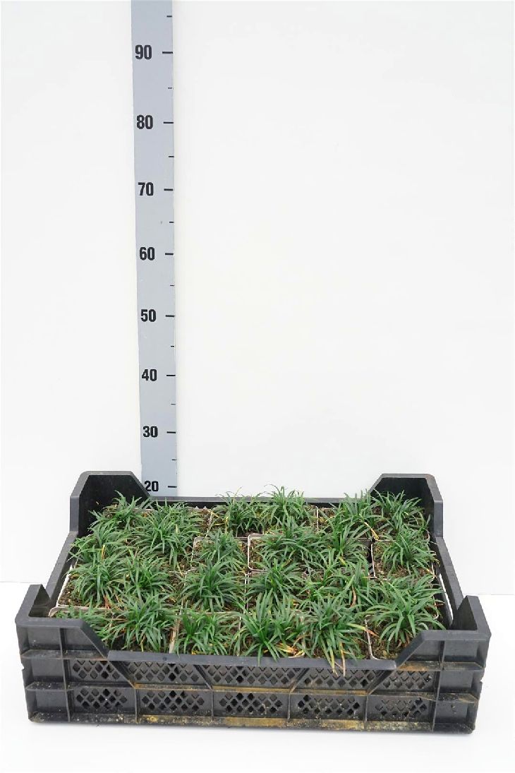 Ophiopogon jap. &