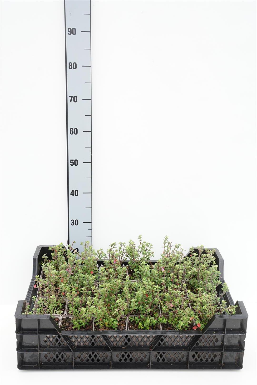 Teucrium lucidrys 9 cm kruka