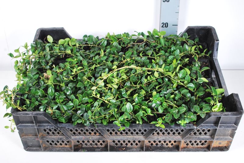 Vinca minor &