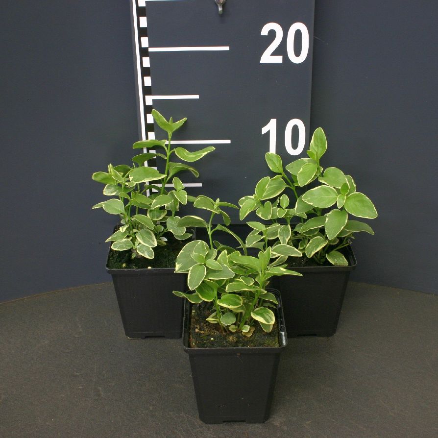 Vinca major &