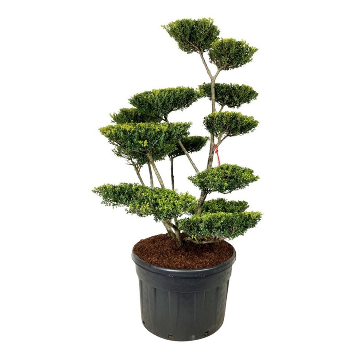 Ilex crenata &