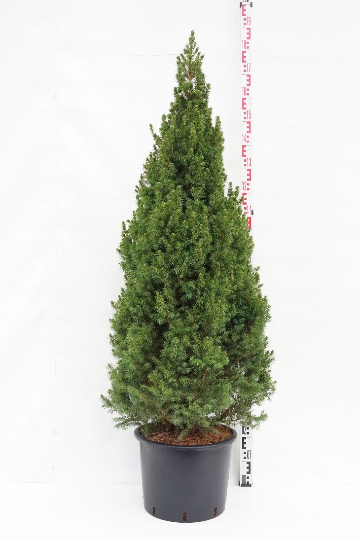 Picea glauca &