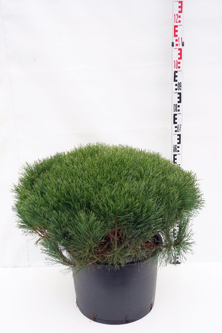 Pinus mugo pumilio C35 (35 liters kruka) 90-100 cm