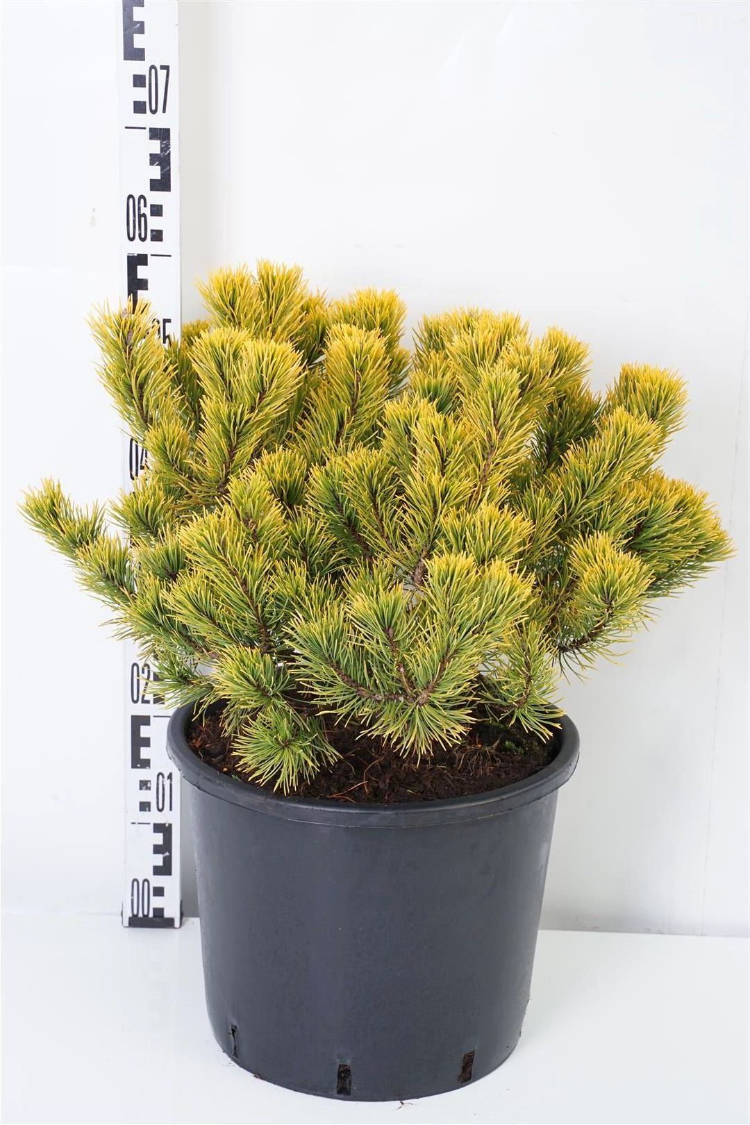 Pinus mugo &