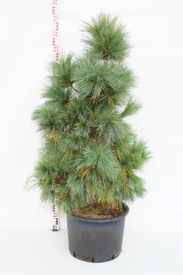 Pinus schwerinii &
