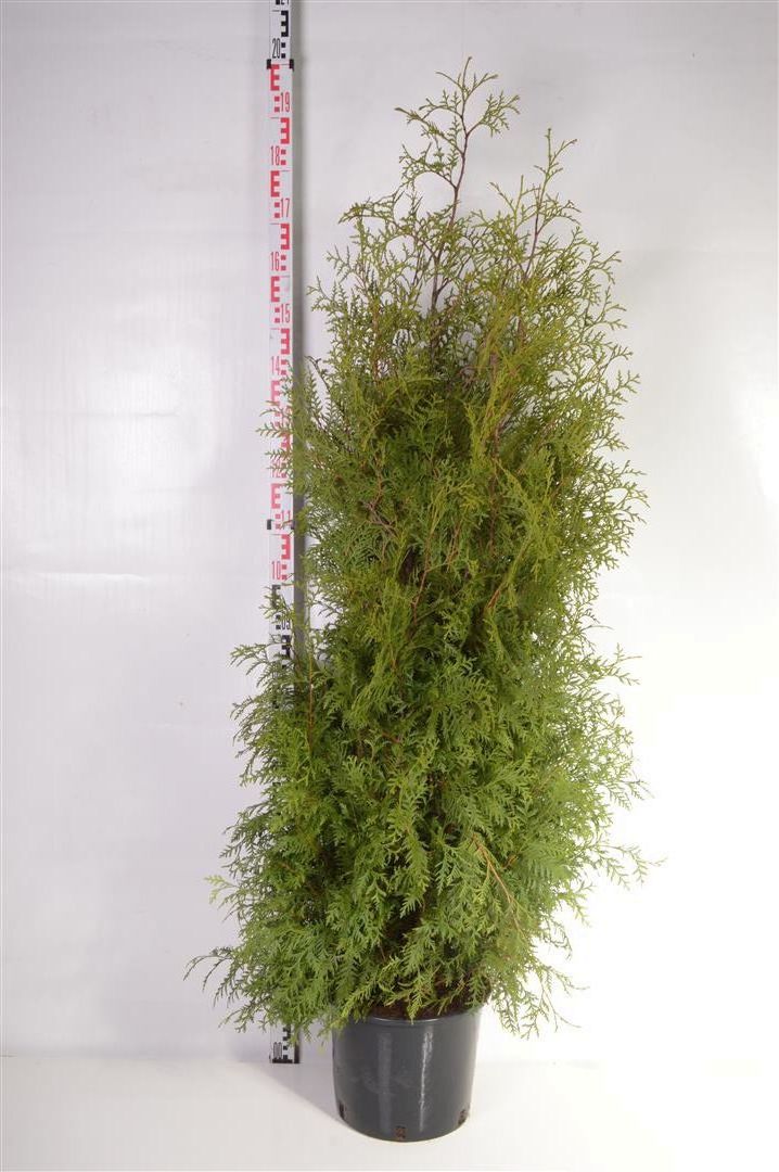 Thuja occidentalis &