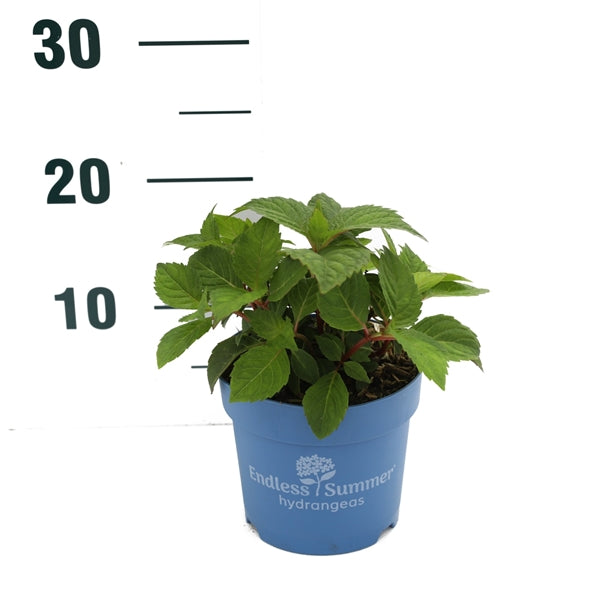 Hydrangea Endless Summer® BloomStar® Pink C1,5 / 14 cm kruka, 15-20 cm